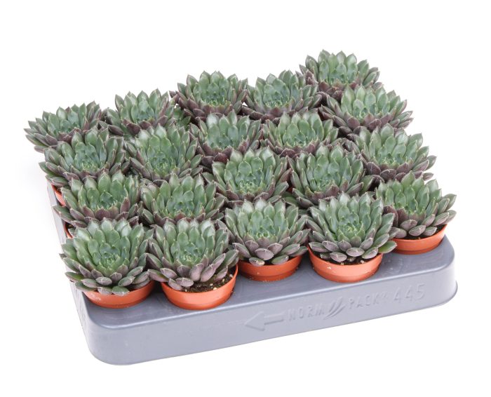 Echeveria scorpio, D 5,5