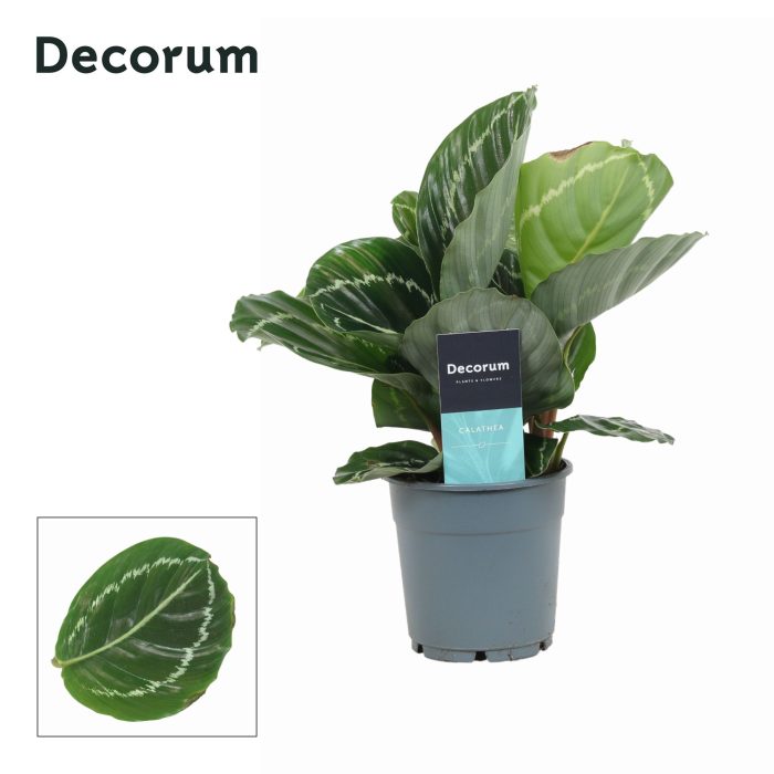 Calathea Grimson Green (Decorum), D 12