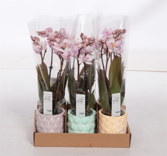 3D p06 keramiek mix Phal Tiny Dolls pink 2T10+ Aqu@, D 6