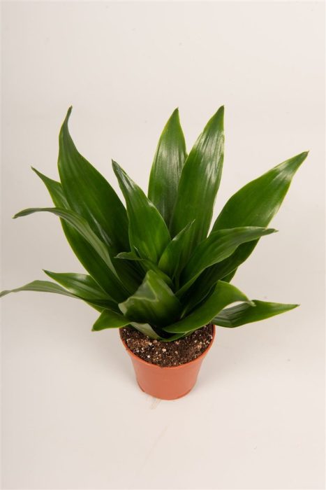 Dracaena roth.'Compacta', D 5,5