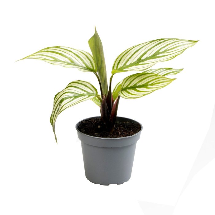 Calathea Vittata, D 6