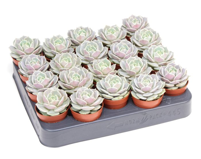Echeveria lola, D 5,5