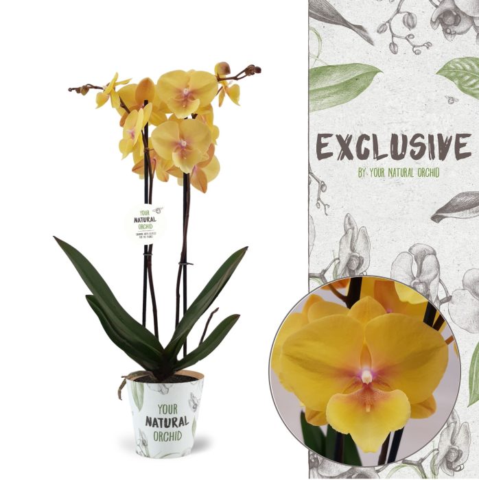 Your Natural Orchid | Manta Palau | Phalaenopsis 2 spike, D 12