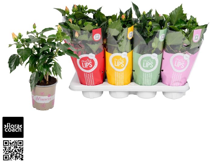 Hibiscus rosa sinensis 4+ "MoreLIPS®" mix dubbelbloemig, D 13
