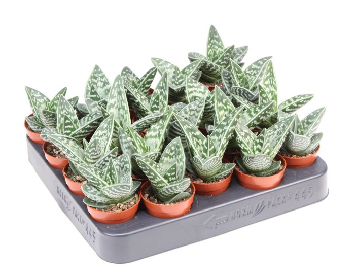 Aloe variegata, D 5,5