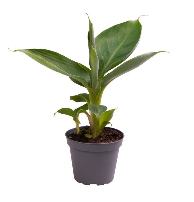 Musa Acuminata, D 6