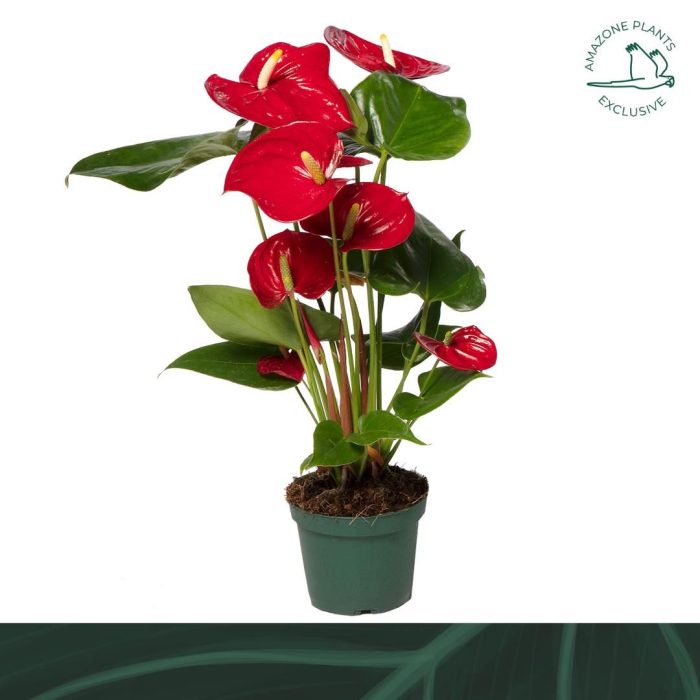 Anthurium Nevada 12cm, D 12