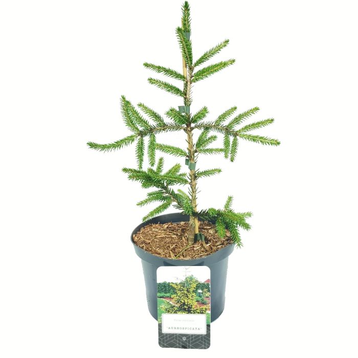 Picea orientalis 'Aureospicata', D 18