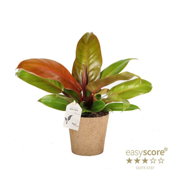 Philodendron ´Prince of Orange´ - COCOZ, D 11