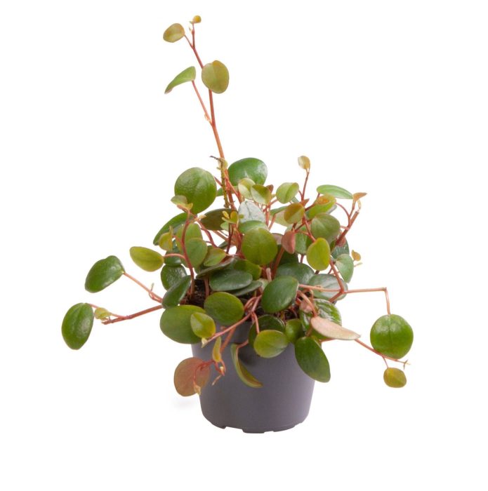 Peperomia Pepperspot, D 6
