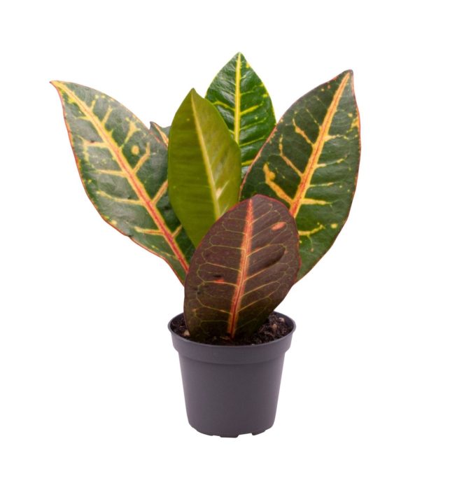 Codiaeum Petra, D 6