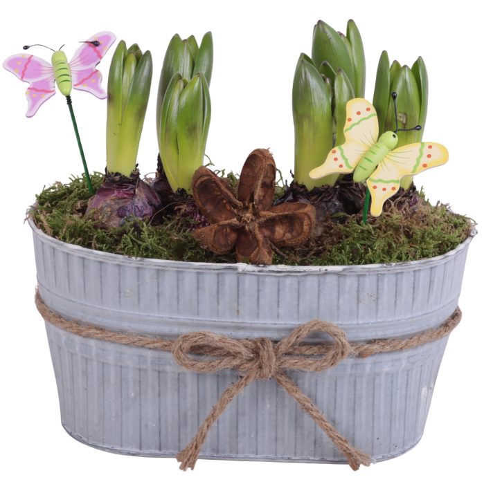 Bulbs Arr. Hyacint Zinc Pot with Rope Oval Ø25cm 6PP, D 25