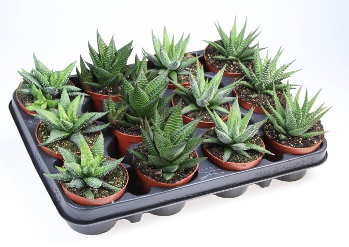 Haworthia op rij, D 8,5