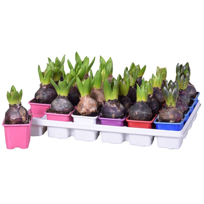 Hyacinthus Mix, D 7