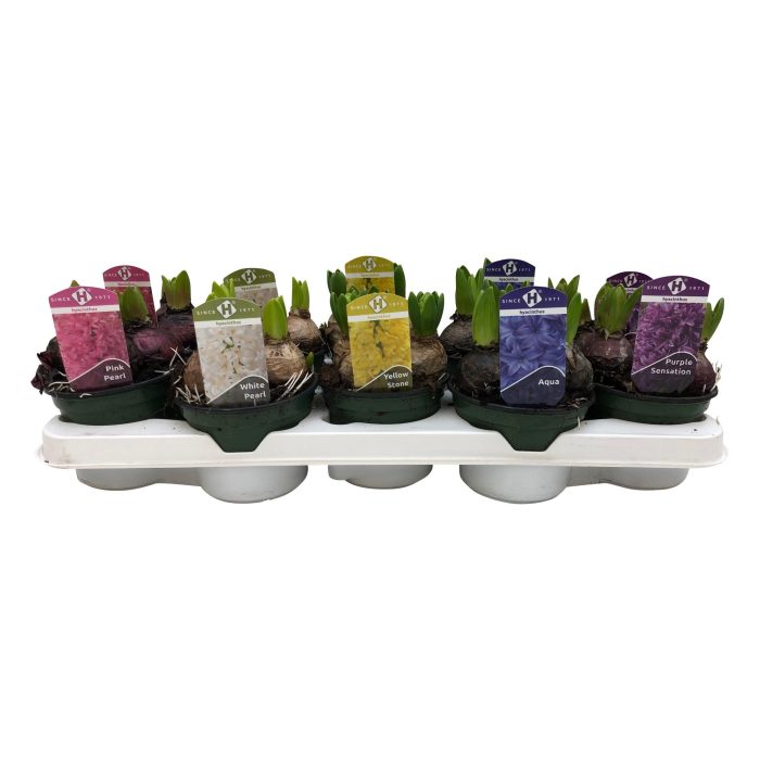 Hyacinthus orientalis gemengd 5kleuren, D 12