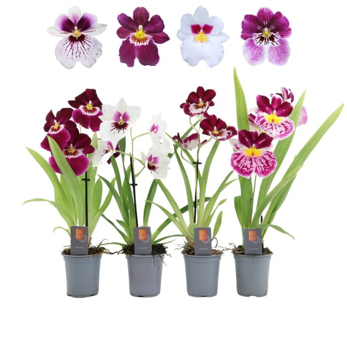 Inca Miltoniopsis mix 9cm 1 spike, D 9