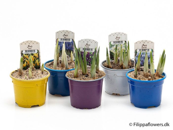 IRIS SIBIRICA, D 9