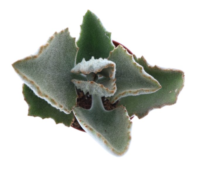 Kalanchoe Beharensis, D 8,5