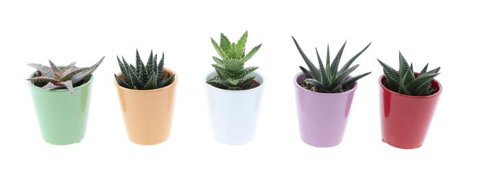 Kleurpot aloe/haworthia mix, D 5,5