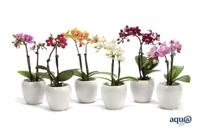 Lisa p06 bolpot white Phal Tiny Dolls mix 2T10+ Aqu@, D 6