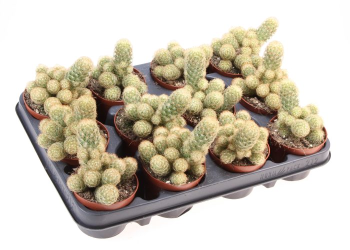 Mammillaria elongata geel, D 8,5