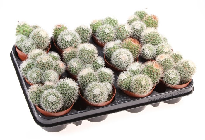 Mammillaria ernestii, D 8,5