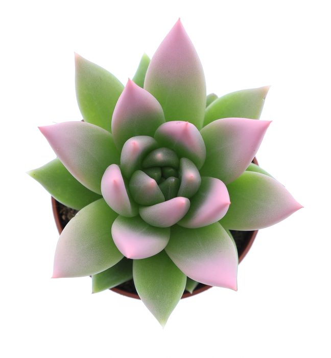 Miranda tips rose, D 5,5