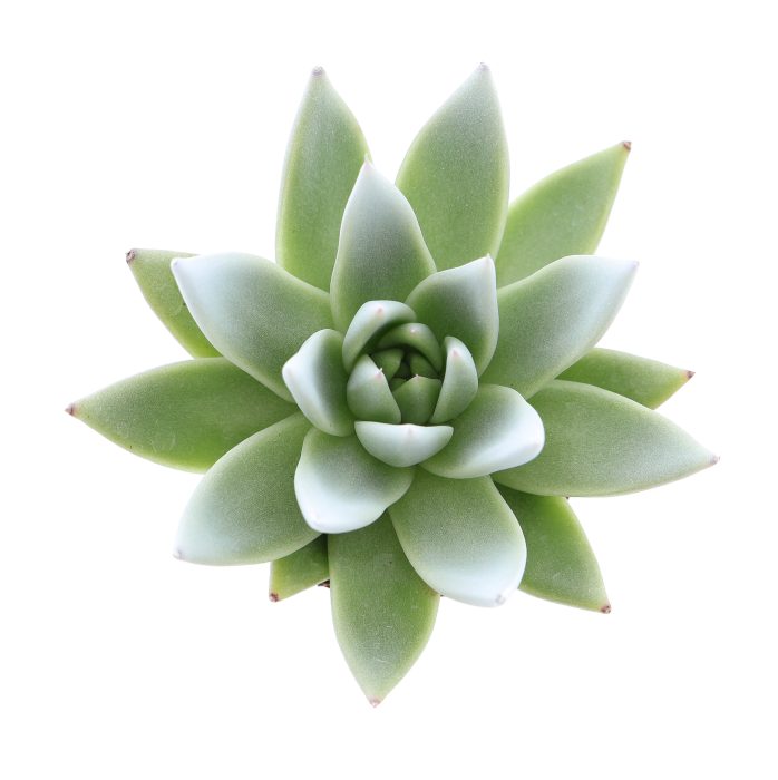 Miranda tips white, D 6