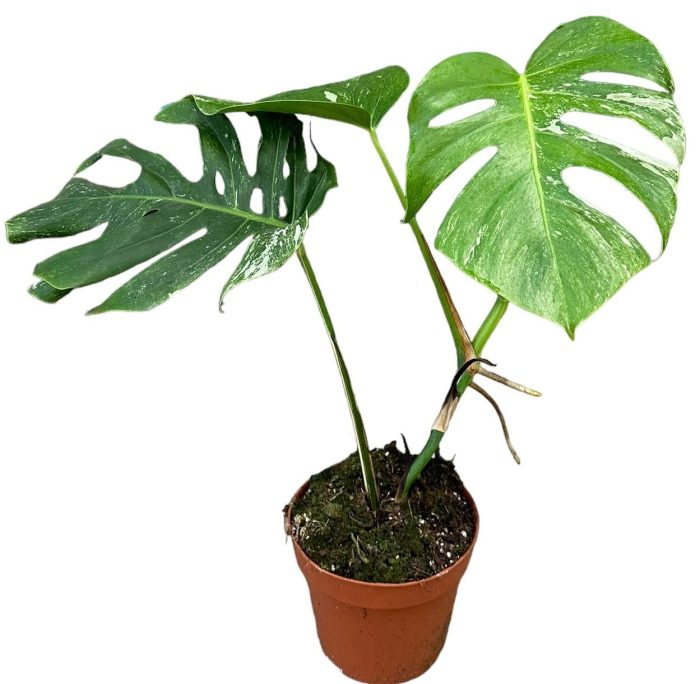 Monstera Deliciosa Variegata, D 17