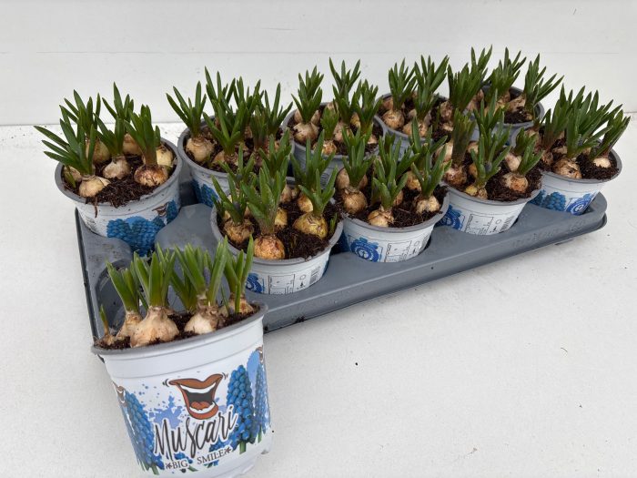muscari big smile 12cm, D 12