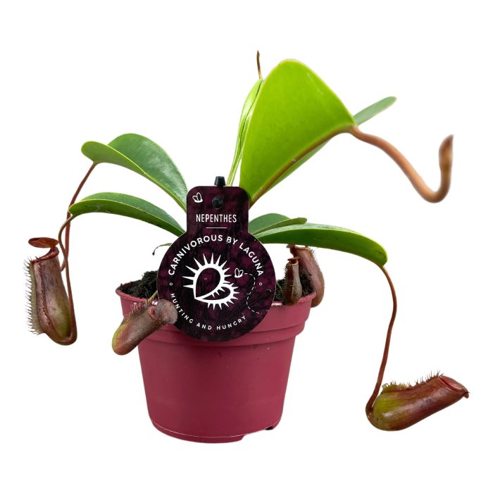 Nepenthes Lowii 12 cm, D 12