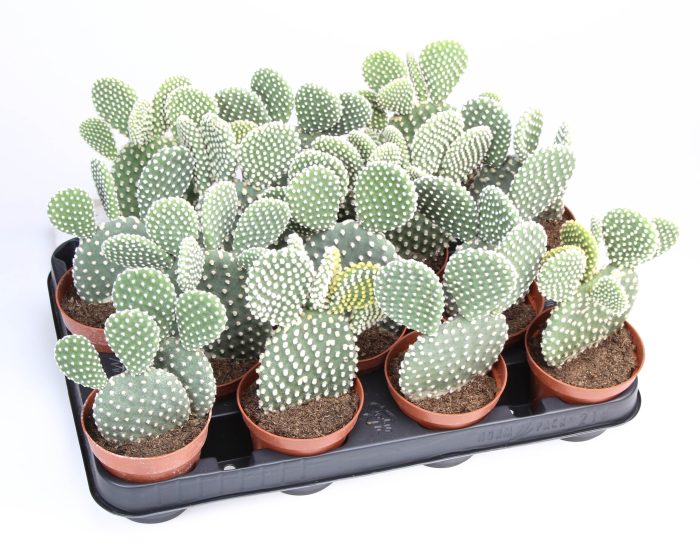 Opuntia microdasys albata, D 8,5