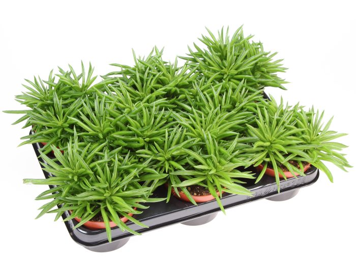 Peperomia Happy Bean, D 10,5