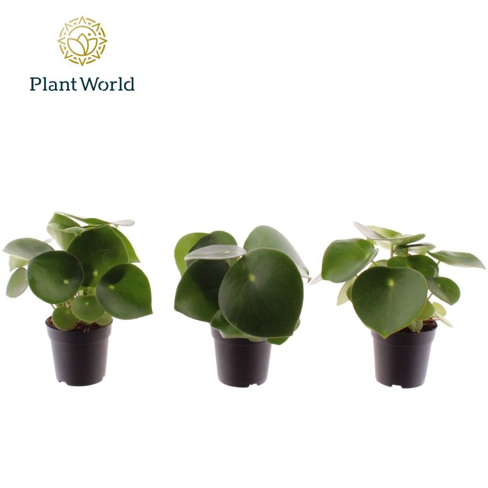 Peperomia Raindrop 7 cm, D 7