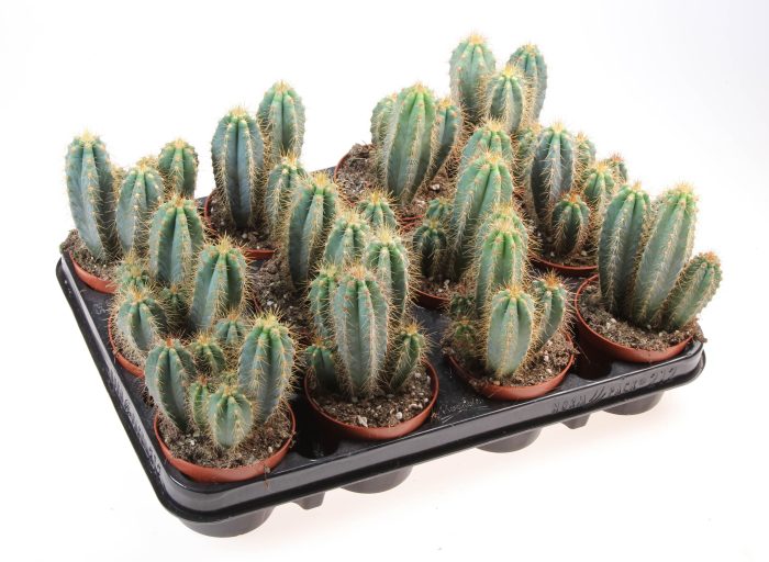 Pilosocereus azureus, D 8,5
