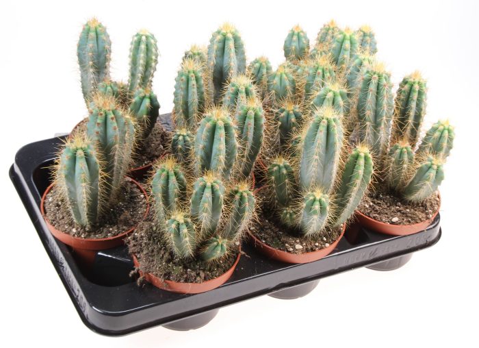 Pilosocereus azureus, D 10,5