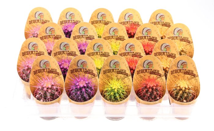 Potcover desert plants grusonii rainbow, D 5,5