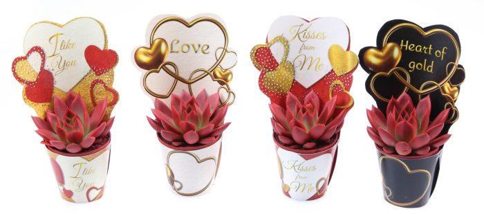 Potcover love mix rood, D 5,5