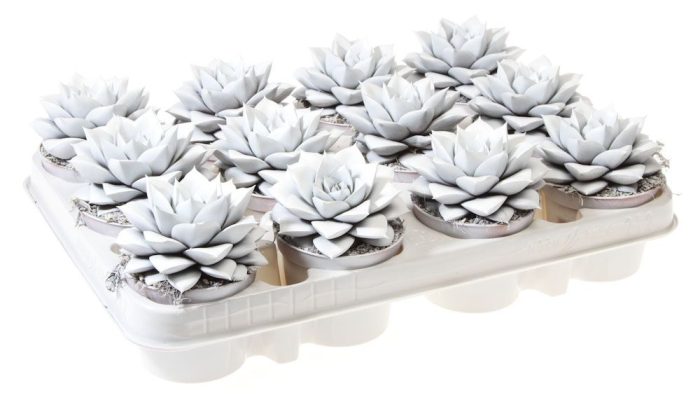 Purper white, D 8,5