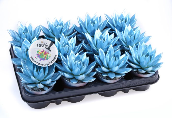 Rainbow metallic blue, D 8,5
