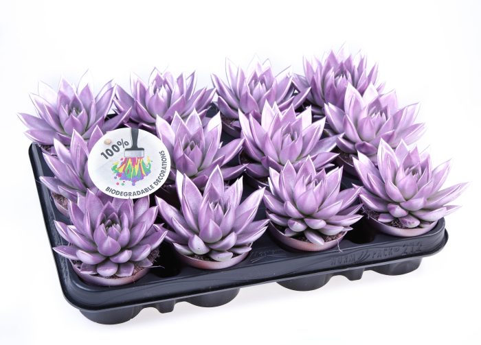 Rainbow Metallic pink, D 8,5