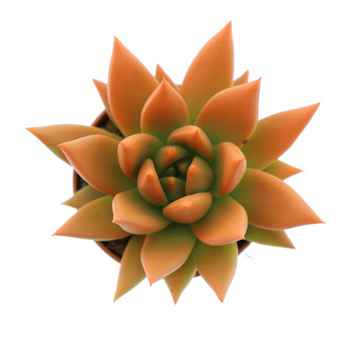 Rainbow orange, D 5,5