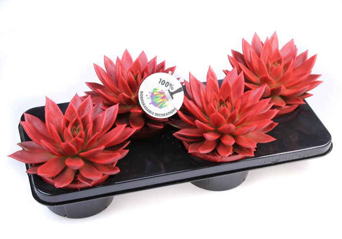 Rainbow red, D 15