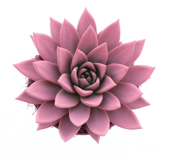 Rainbow rose, D 12