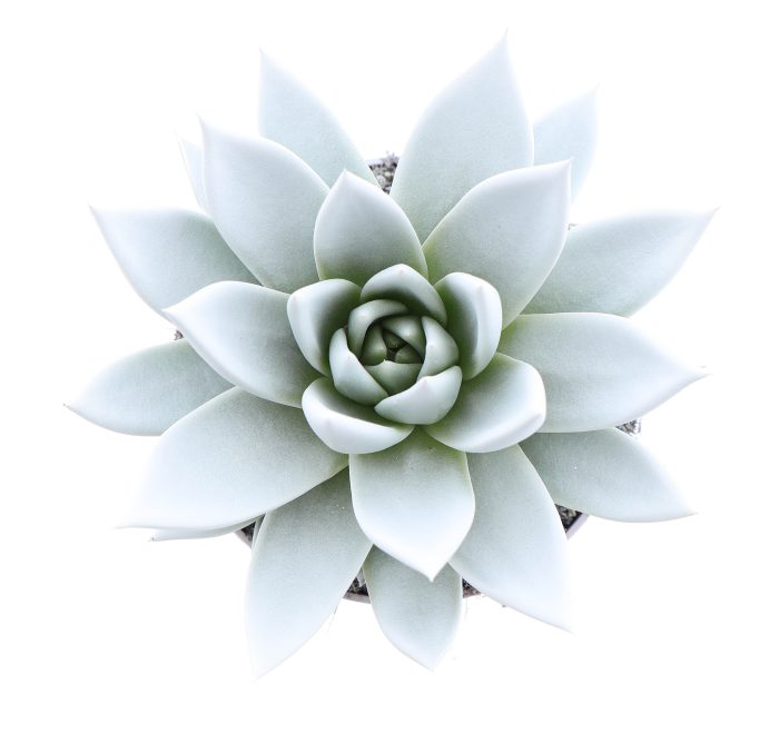 Rainbow white, D 10,5