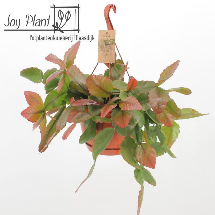 Rhipsalis Rubra, D 21