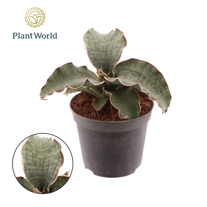Sansevieria Kirkii Silver Blue, D 8,5