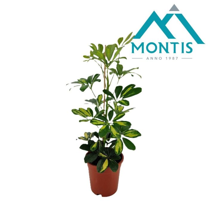 Schefflera arboricola 'Gold Capella' 17 cm, D 17