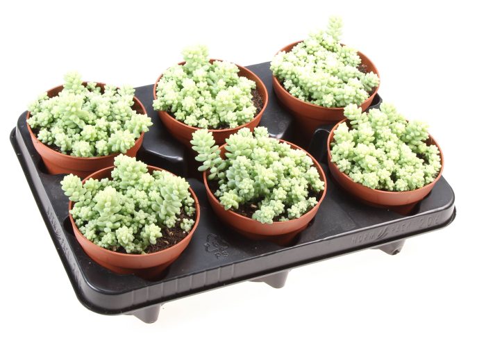 Sedum Burrito, D 12
