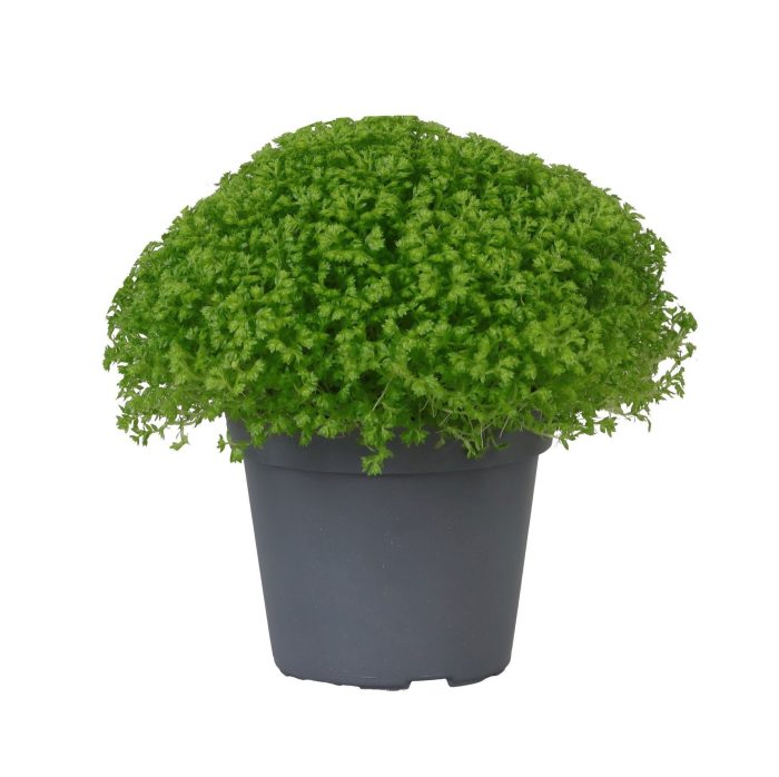 Selaginella Apoda, D 6